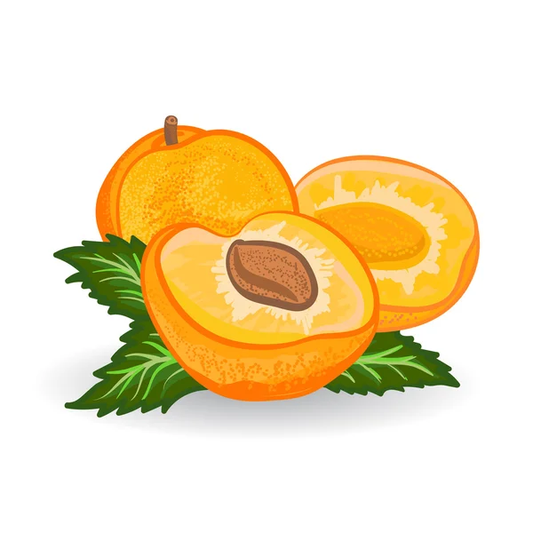 Abricot. Peinture vectorielle sur fond blanc — Image vectorielle