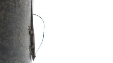 Kertenkele duvar, ağır çekim closeup