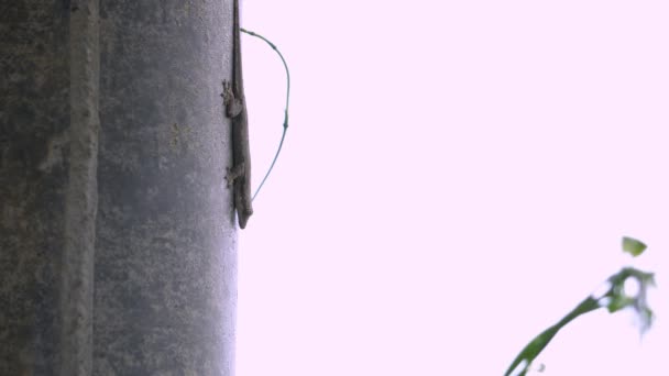 Kertenkele duvar, 4k closeup — Stok video