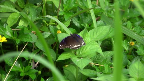 Black Butterfly in Green Grass. Slow Motion — Stock Video