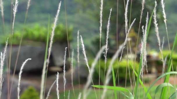 Thailand spirit house, san phra phum, rean tevoda, pteah phum, in den grünen Bergen der Insel Phuket. Fels und Gras. — Stockvideo