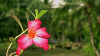 Yeşil güneş ormanlarda Güneydoğu Asya. Palmiye ağaçları ile tesisi alanı. Kırmızı çiçek ön planda. Arka plan bulanık. 4k