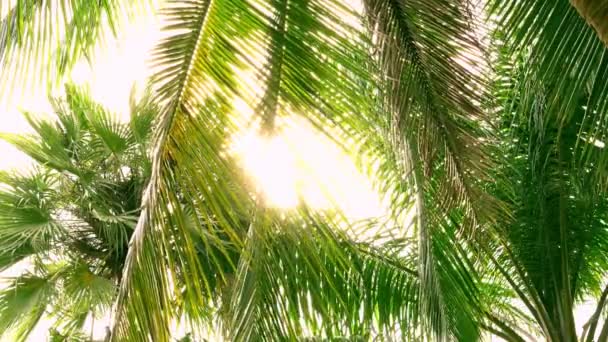 Coroas de palmeiras verdes na selva com sol brilhante da tarde e raios. 4K — Vídeo de Stock