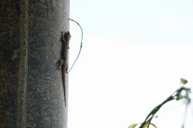 Beyaz arka plan önünde duvara kertenkele.