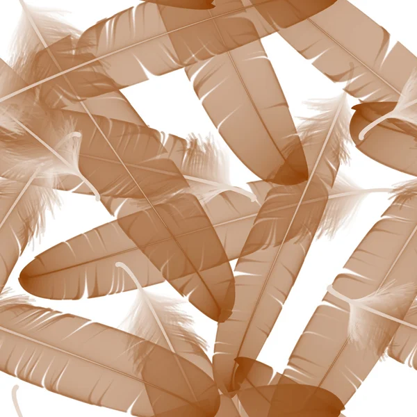 Patrón sin costuras con plumas de sepia en el fondo blanco. ilustración vectorial — Archivo Imágenes Vectoriales