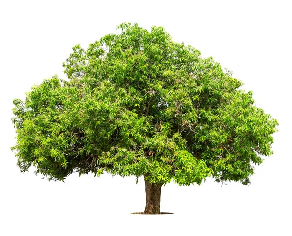 Isolierter Grüner Baum Auf Weißem Hintergrund Isolierte Bäume Auf Weißem — Stockfoto