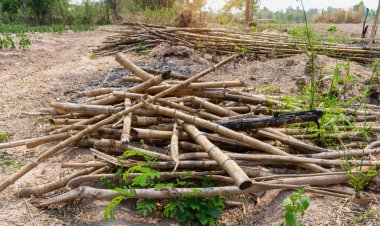 Kırsal bölgedeki sebze bahçelerini desteklemek için kullanılan bambu yığını. Eski bambu parçaları..