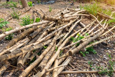 Kırsal bölgedeki sebze bahçelerini desteklemek için kullanılan bambu yığını. Eski bambu parçaları..
