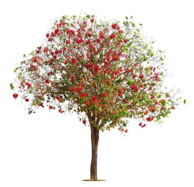 Ağaç ve çiçek kırmızısı, beyaz arkaplanda izole ağaç, tasarım için ağaç nesnesi elementi.