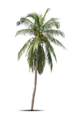 Beyaz arkaplanda izole edilmiş hindistan cevizi palmiyesi.