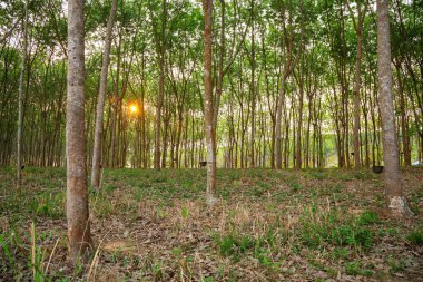 Para kauçuk ağacı, kauçuk ağaç kauçuk ağacı Tayland 'ın kuzeydoğusunda.