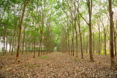 Para kauçuk ağacı, kauçuk ağaç kauçuk ağacı Tayland 'ın kuzeydoğusunda.