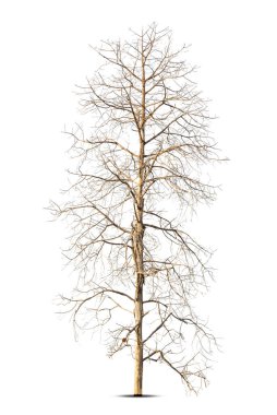 Beyaz arkaplanda izole edilmiş ölü ağaç, kırpma yolu.