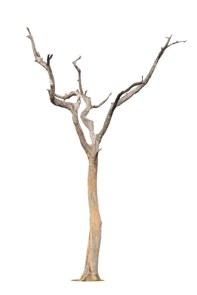 Jeden Starý Mrtvý Strom Izolované Bílém Pozadí — Stock fotografie
