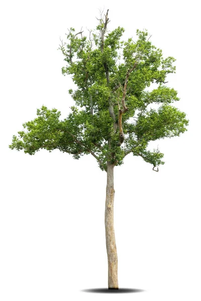 Isolierter Grüner Baum Auf Weißem Hintergrund Isolierte Bäume Auf Weißem — Stockfoto