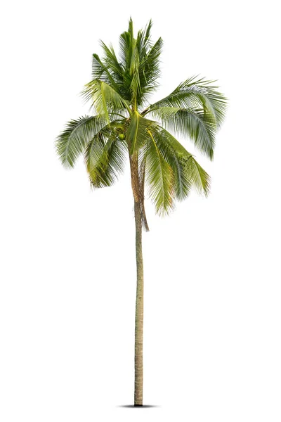 Coconut Palm Träd Isolerad Vit Bakgrund Palm Träd Mot Vit — Stockfoto