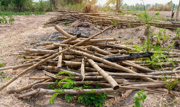 Kırsal bölgedeki sebze bahçelerini desteklemek için kullanılan bambu yığını. Eski bambu parçaları..