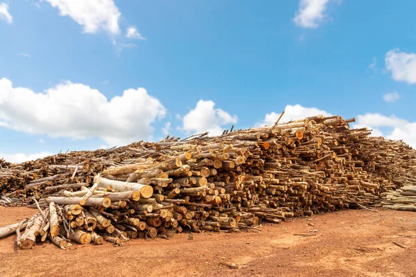 Árvore Eucalipto Pilha Toras Madeira Pilha Troncos Árvores Eucalipto Pronto — Fotografia de Stock