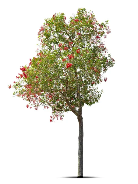 Baum Und Blume Rot Isolierter Baum Auf Weißem Hintergrund Baumobjektelement — Stockfoto