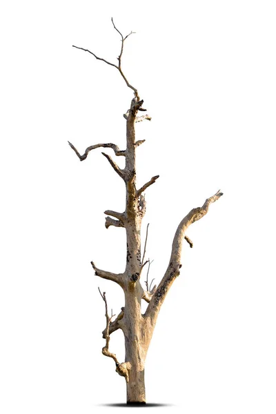 Döda Träd Isolerad Vit Bakgrund Klippning Väg — Stockfoto