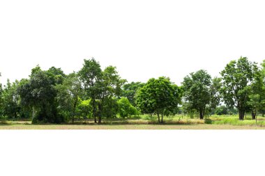 Beyaz zemin üzerinde izole edilmiş Yüksek çözünürlüklü ağaç hattı görüntüsü, beyaz arkaplan üzerinde izole edilmiş ağaç grubu.