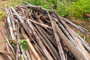 Kış için yakacak odun hazırlıyorum. Yakacak odun geçmişi, ormanda yakacak odun yığınları. Yakacak odun yığını.