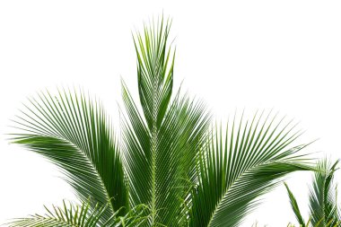 Beyaz arkaplanda izole edilmiş hindistan cevizi ağacı yaprakları, kırpma yolu dahil.