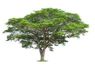 Beyaz arka planda izole ağaçlar, tasarımda, reklamcılıkta ve mimaride kullanılan tropikal ağaçlar..