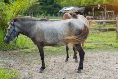  Yazın bir tarlada duran gri at..