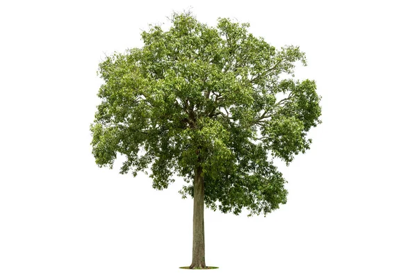 Geïsoleerde Groene Boom Witte Achtergrond Bomen Geïsoleerd Witte Achtergrond Tropische — Stockfoto