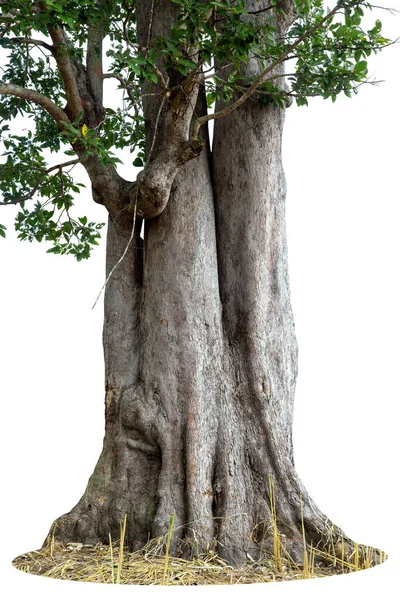 Imagen Base Árbol Sobre Fondo Blanco —  Fotos de Stock