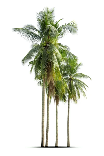 Coconut Palm Träd Isolerad Vit Bakgrund Palm Träd Mot Vit — Stockfoto