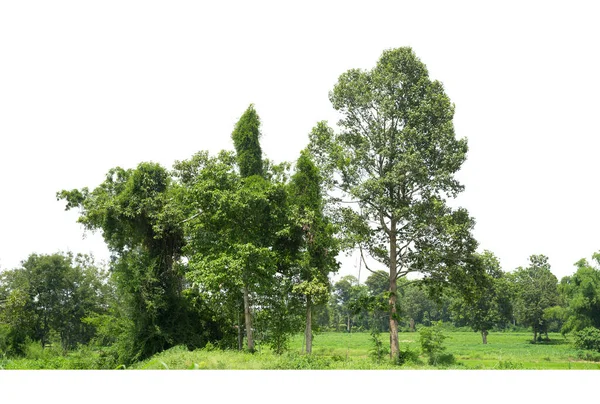 Linea Alberi Isolati Uno Sfondo Bianco Thailandia — Foto Stock