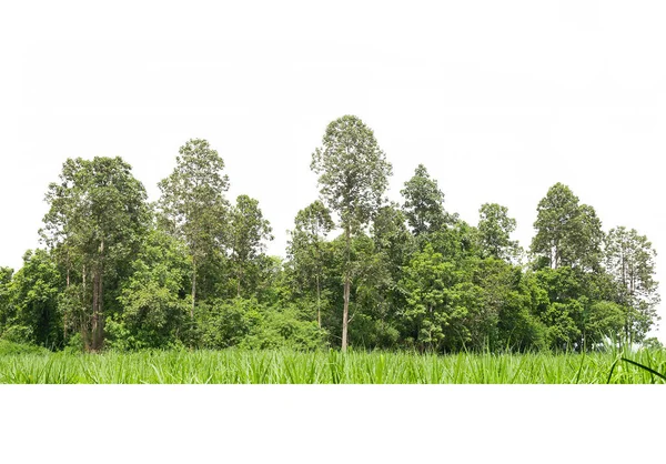 Tayland Beyaz Arka Planında Ağaçlar Izole Edilmiş — Stok fotoğraf