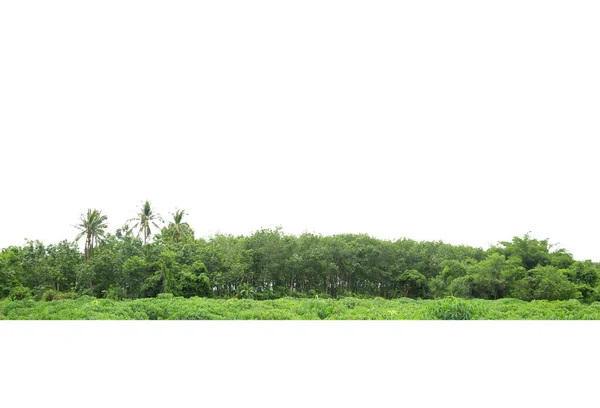 Beyaz Arka Planda Ağaç Hattı Izole Edilmiş Tayland — Stok fotoğraf