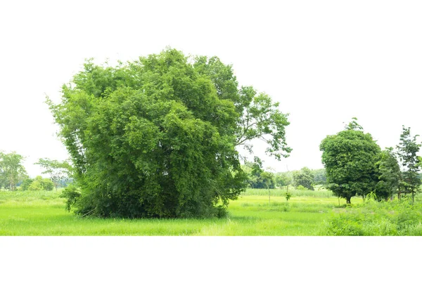 Дерево Линии Изолированное Дерево Белом Фоне Таиланда — стоковое фото