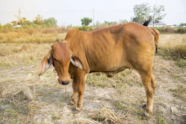 Cows  standing on rice fields,Thai breed of cows that were raised in the rice fields