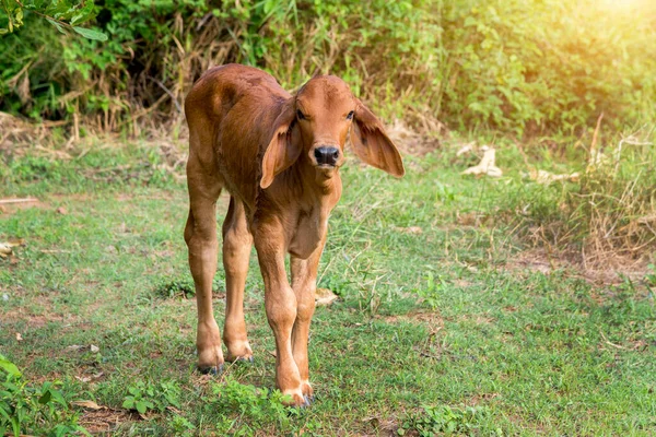 Коров Яче Теля Стоїть Зеленому Полі Таїланду — стокове фото