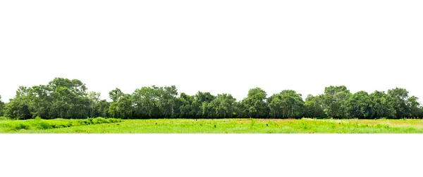 Vista Alta Definizione Treeline Isolato Sfondo Bianco Foresta Fogliame Estate — Foto Stock