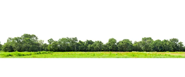 Vista Una Alta Definición Línea Árboles Aislada Sobre Fondo Blanco —  Fotos de Stock