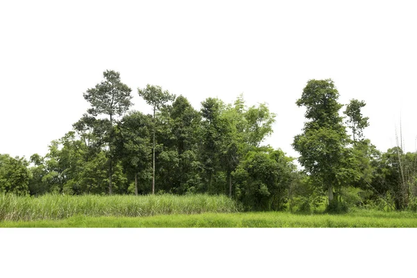 Vista Alta Definizione Treeline Isolato Sfondo Bianco Foresta Fogliame Estate — Foto Stock