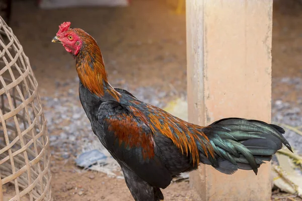 Polla Jaula Bambú Pollo Nativo Tailandia — Foto de Stock