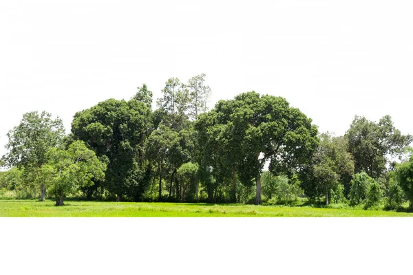 Träd Linje Isolerad Vit Bakgrund Thailand — Stockfoto