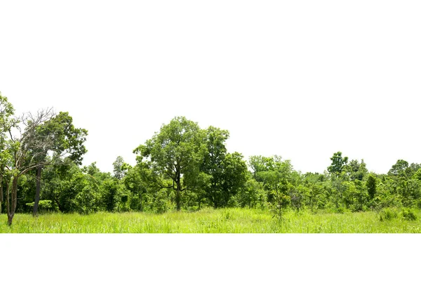 Träd Linje Isolerad Vit Bakgrund Thailand — Stockfoto