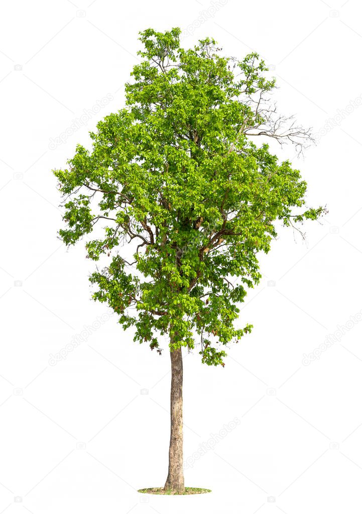 Tree,isolated tree on white background Thailand.