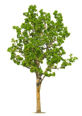 Beyaz zemin üzerinde izole edilmiş yeşil ağaç, beyaz zemin üzerinde izole edilmiş ağaçlar, tasarım, reklam ve mimari için izole edilmiş tropikal ağaçlar..