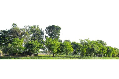 Yüksek çözünürlüklü ağaç hattının görüntüsü beyaz zemin, yeşil ağaçlar, orman ve yazın yeşillik.