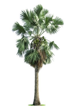 Beyaz arka planda izole edilmiş güzel bismarck palmiyesi. Mimari tasarım ya da dekorasyon için uygun. Hem baskıda hem de web sitesinde doğal maddelerle kullanılır..