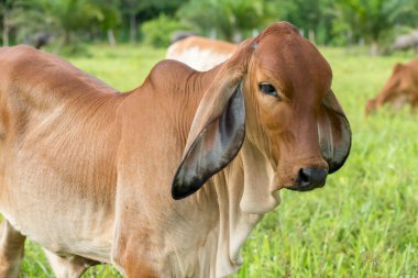 Nehrin yanındaki çayırda duran genç ineğin kafasını kapat. Tayland nehri.. 