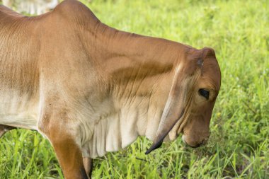 Nehrin yanındaki çayırda duran genç ineğin kafasını kapat. Tayland nehri.. 
